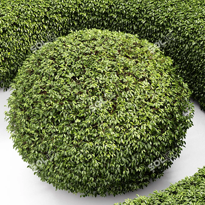 Compact Yaupon Holly - Spherical Box Hedge 3D model image 4