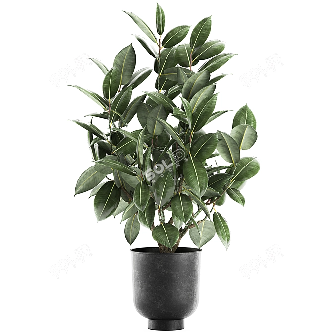 Tropical Plant Collection: Exotic Ficus Elastica in Vig Planter 3D model image 4