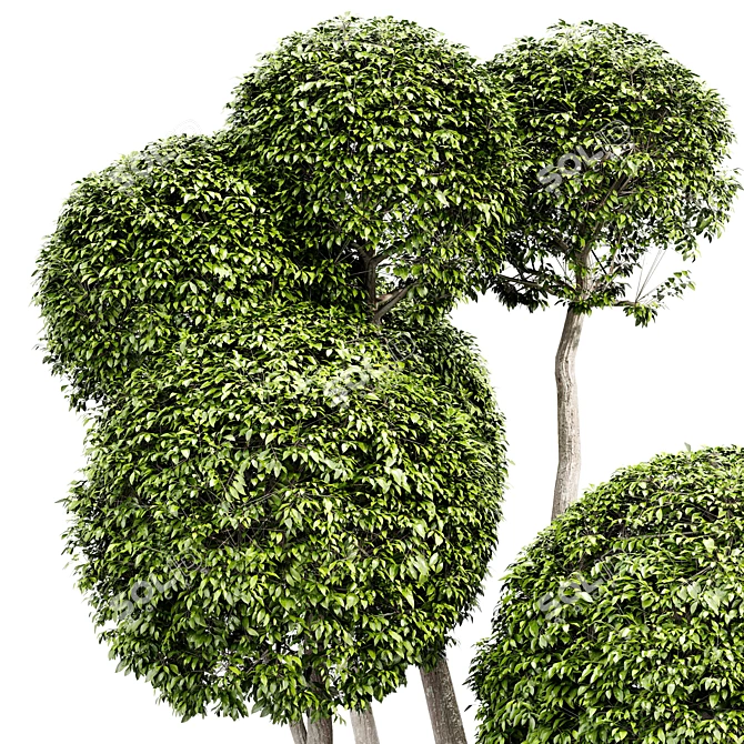 Elegant Decorative Tree: 5m Height 3D model image 3