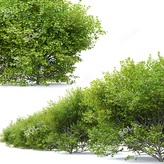 Thriving Huckleberry Bush Bundle 3D model image 3