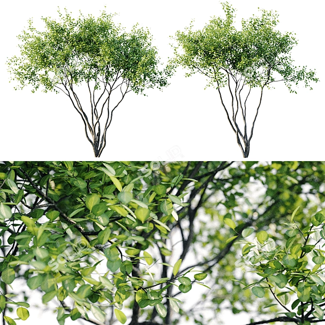 Amelanchier 4m: Superior Size and Form 3D model image 1