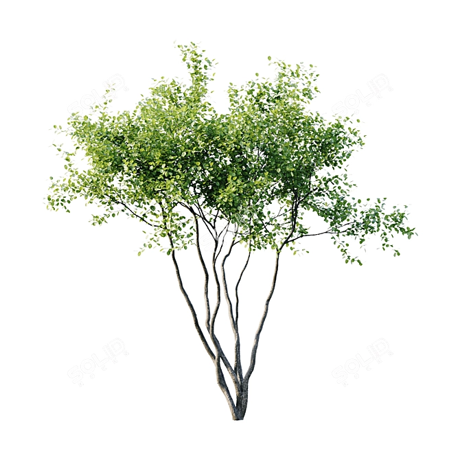 Amelanchier 4m: Superior Size and Form 3D model image 3