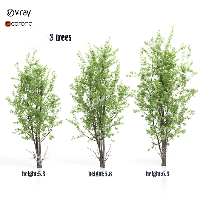 Amelanchier: Stunning Polygon Trees 3D model image 1