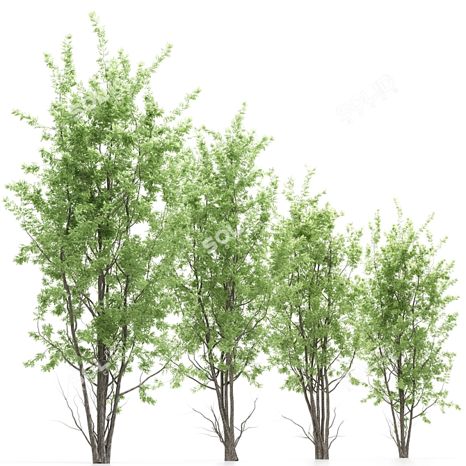 Amelanchier: Stunning Polygon Trees 3D model image 2