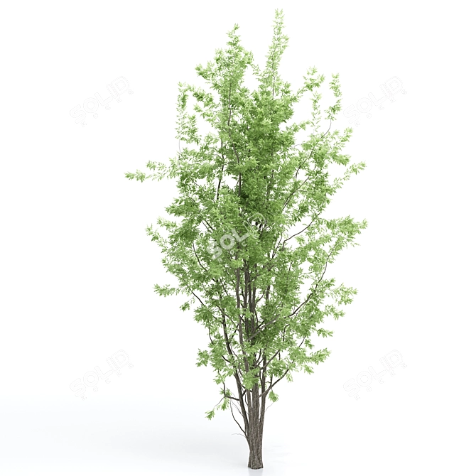 Amelanchier: Stunning Polygon Trees 3D model image 3