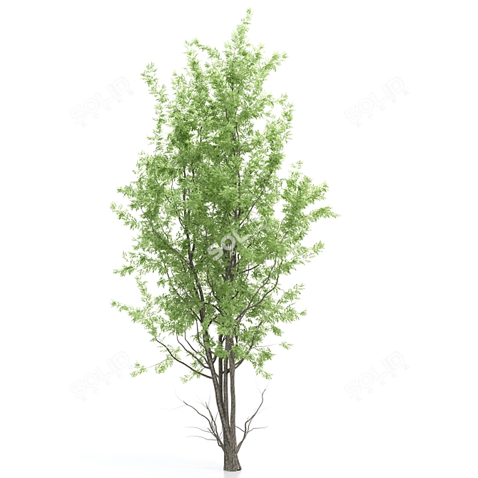 Amelanchier: Stunning Polygon Trees 3D model image 4