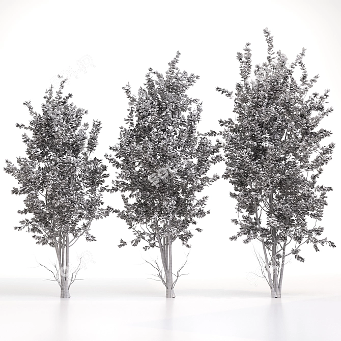 Amelanchier: Stunning Polygon Trees 3D model image 5