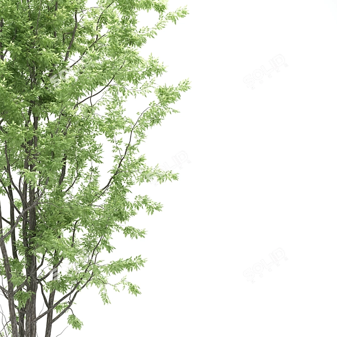 Amelanchier: Stunning Polygon Trees 3D model image 6