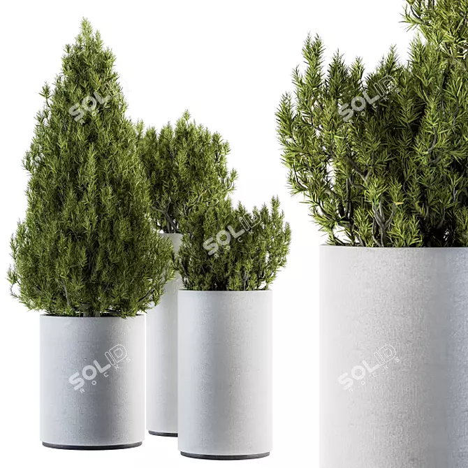 Pine Indoor Plant Set: Bush & Tree 3D model image 1