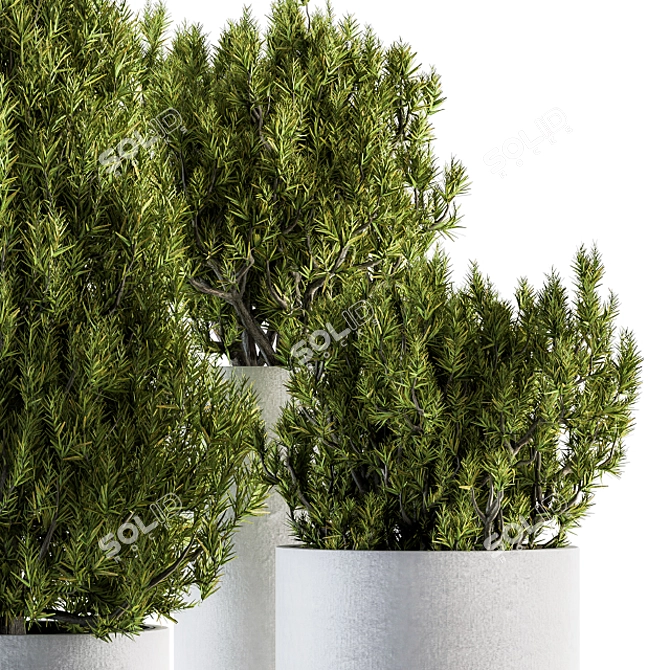 Pine Indoor Plant Set: Bush & Tree 3D model image 2