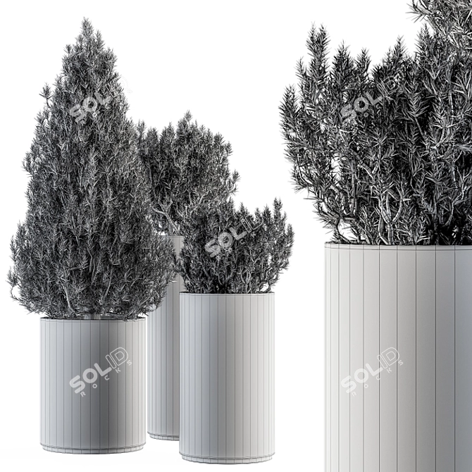 Pine Indoor Plant Set: Bush & Tree 3D model image 4