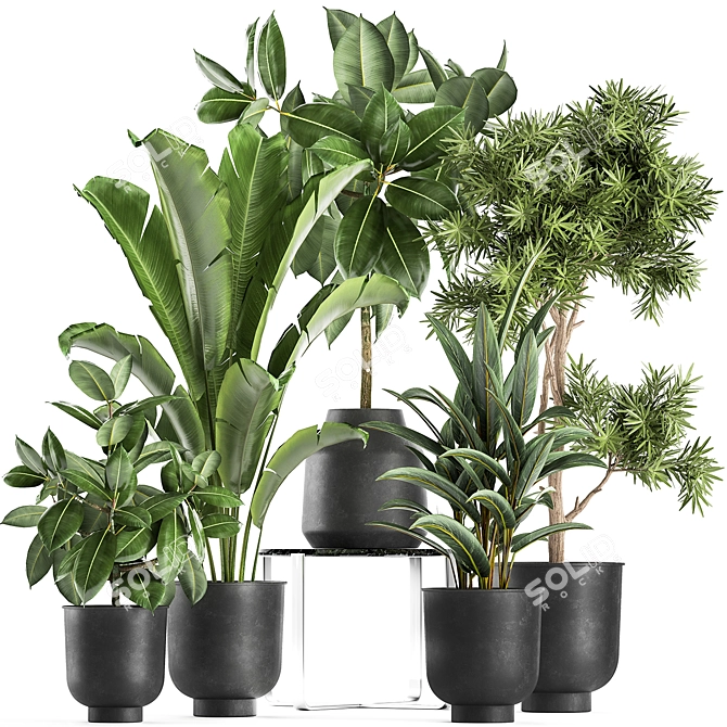 Tropical Plant Collection: Exotic Ficus, Banana Palm, and Strelitzia 3D model image 1