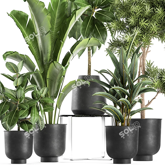 Tropical Plant Collection: Exotic Ficus, Banana Palm, and Strelitzia 3D model image 2