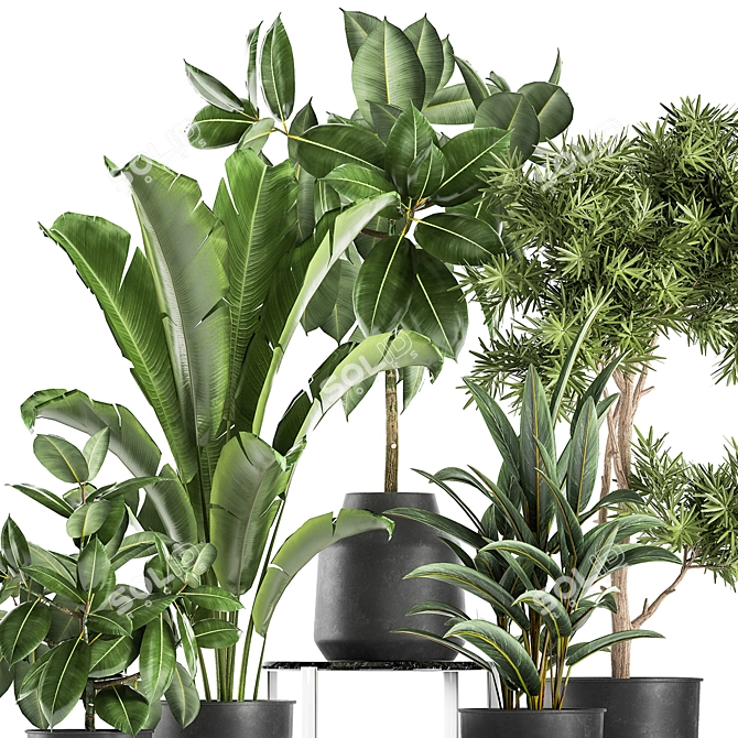 Tropical Plant Collection: Exotic Ficus, Banana Palm, and Strelitzia 3D model image 4