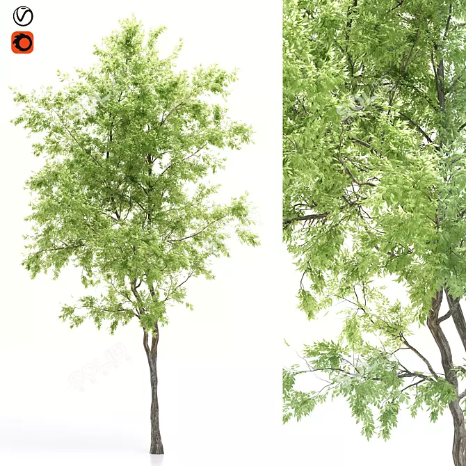 Elevated Elder Tree: Polys 555,232 3D model image 1