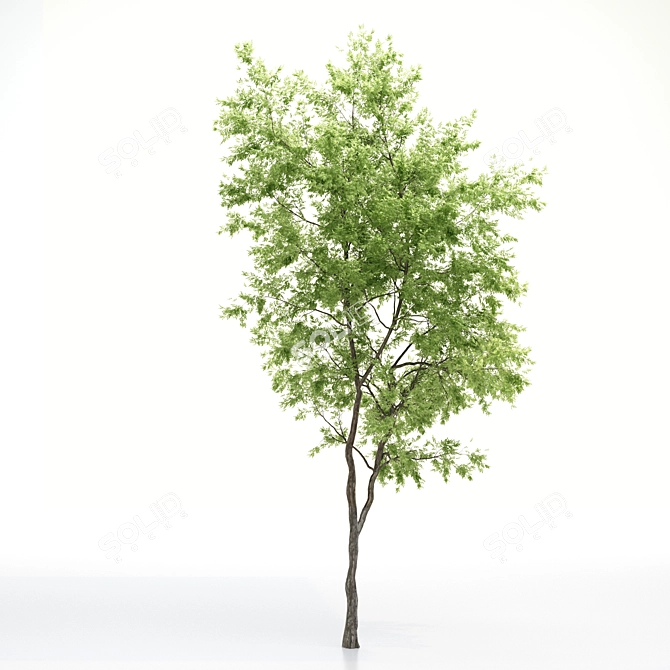 Elevated Elder Tree: Polys 555,232 3D model image 2