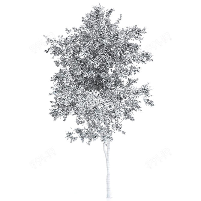 Elevated Elder Tree: Polys 555,232 3D model image 4