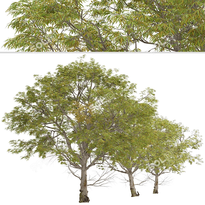 Forth River Peppermint: Beautiful Eucalyptus Tree 3D model image 1