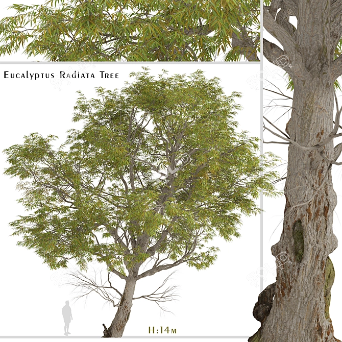 Forth River Peppermint: Beautiful Eucalyptus Tree 3D model image 2