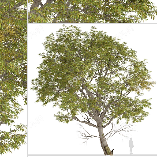 Forth River Peppermint: Beautiful Eucalyptus Tree 3D model image 3