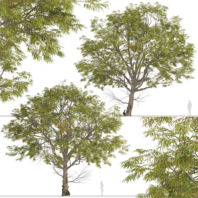 Forth River Peppermint: Beautiful Eucalyptus Tree 3D model image 4