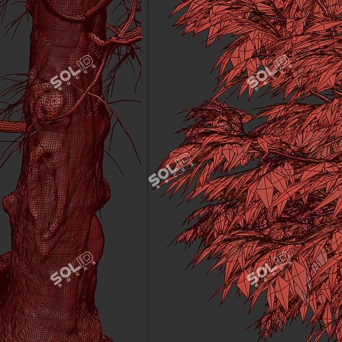Forth River Peppermint: Beautiful Eucalyptus Tree 3D model image 6