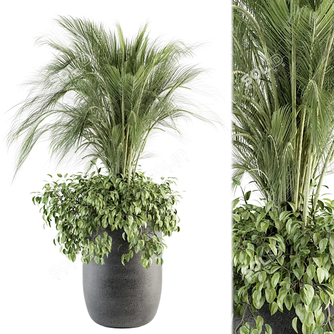 Exotic Palm: Perfect Indoor Plant 3D model image 5