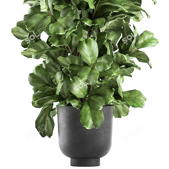 Tropical Plant Collection: Exotic Ficus Lyrata in Grey Vig Planters 3D model image 2