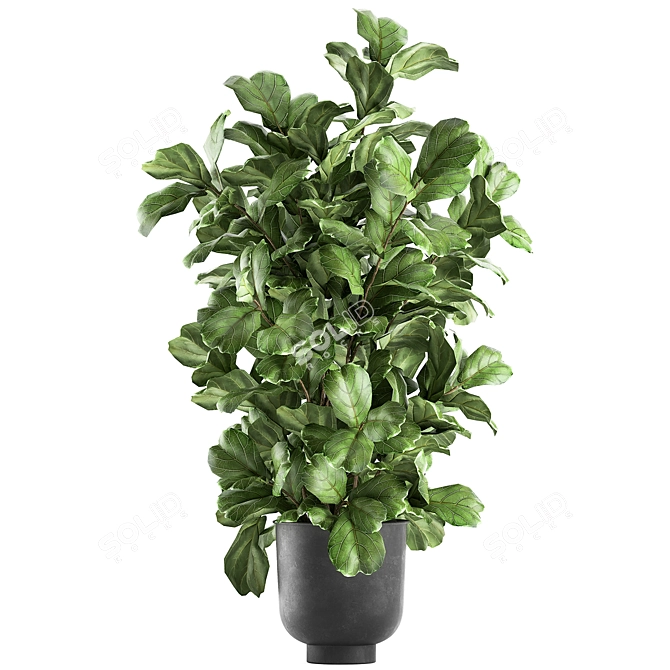 Tropical Plant Collection: Exotic Ficus Lyrata in Grey Vig Planters 3D model image 4