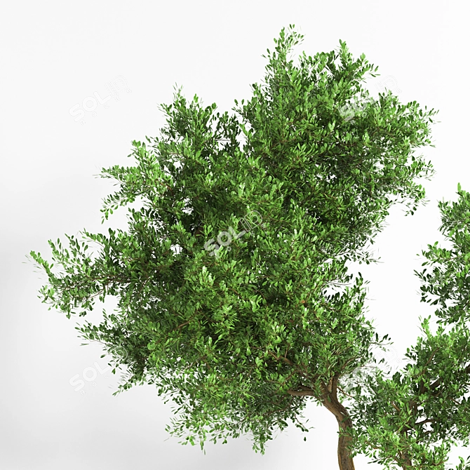 Versatile Outdoor Plant: 2015 Edition 3D model image 3