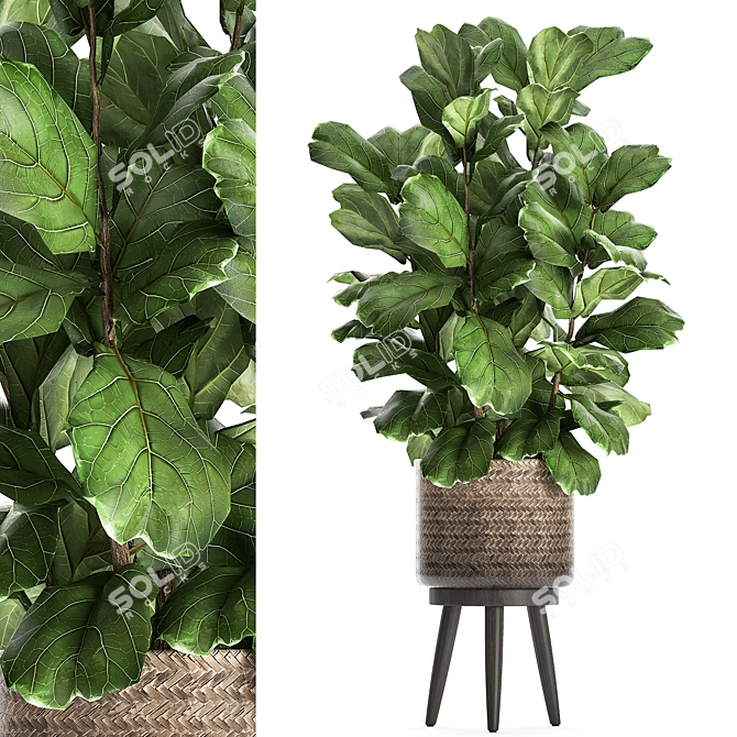 Tropical Plant Collection in Rattan Basket 3D model image 1