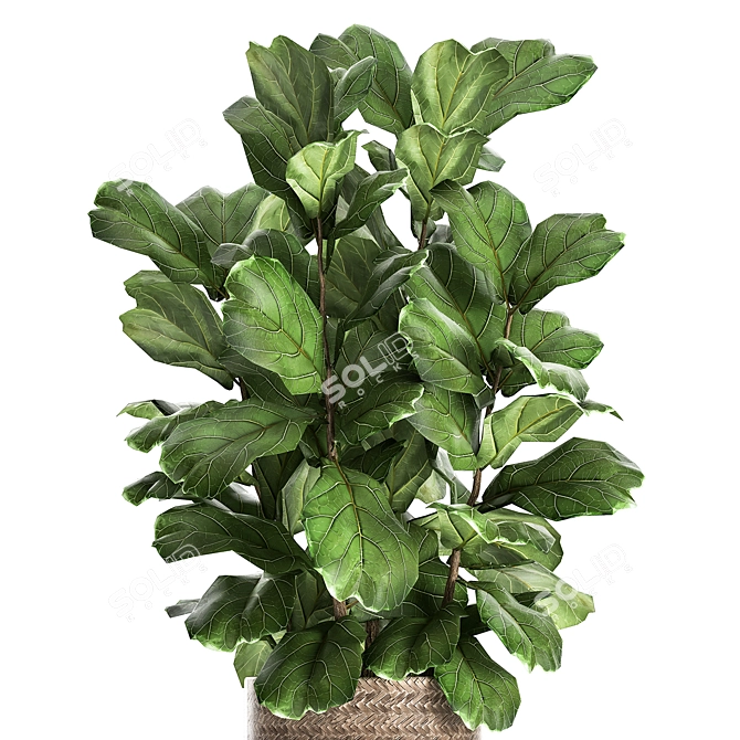 Tropical Plant Collection in Rattan Basket 3D model image 3