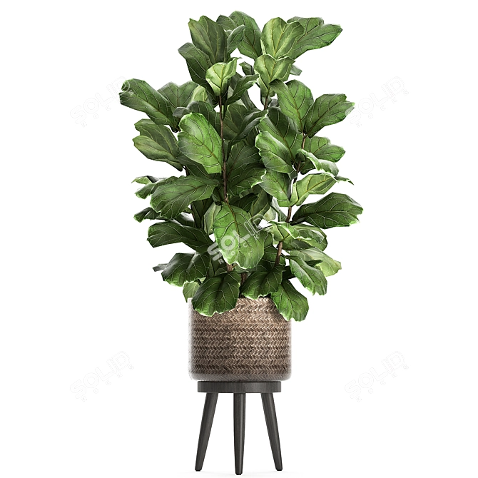 Tropical Plant Collection in Rattan Basket 3D model image 4