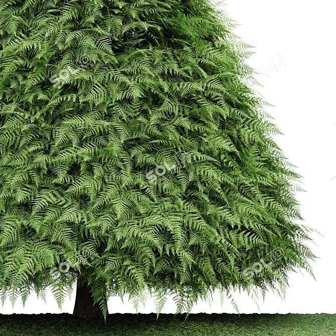 Cone Green Buxus Trees: 3D Models 3D model image 3