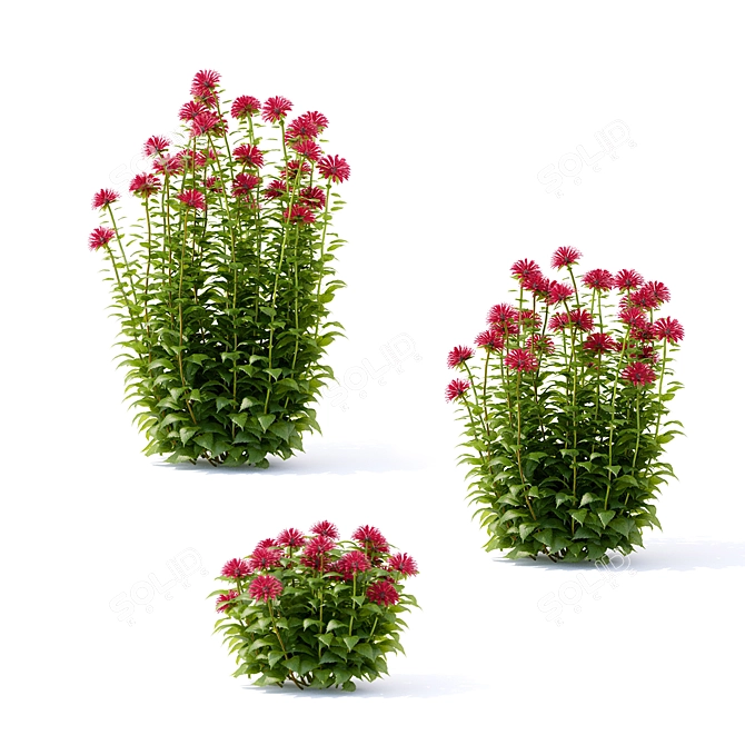 Monarda Didyma Flowers: Variety of Sizes & Textures 3D model image 2