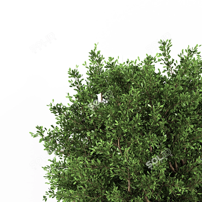 Outdoor Plant One: 2015-3D Max Model 3D model image 3