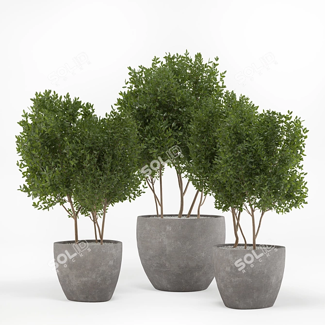 Concrete Pot Outdoor Tree 3D model image 1