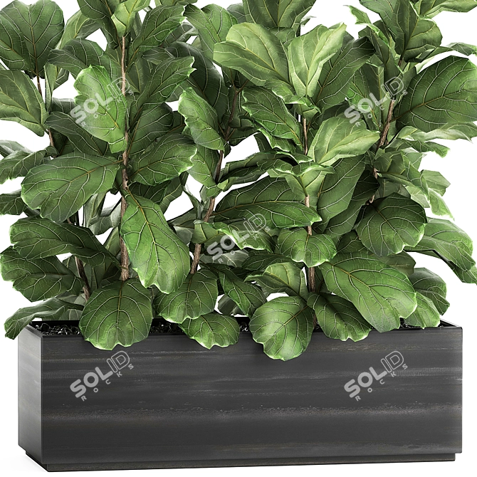 Exotic Plant Collection: Ficus Lyrata & More! 3D model image 2