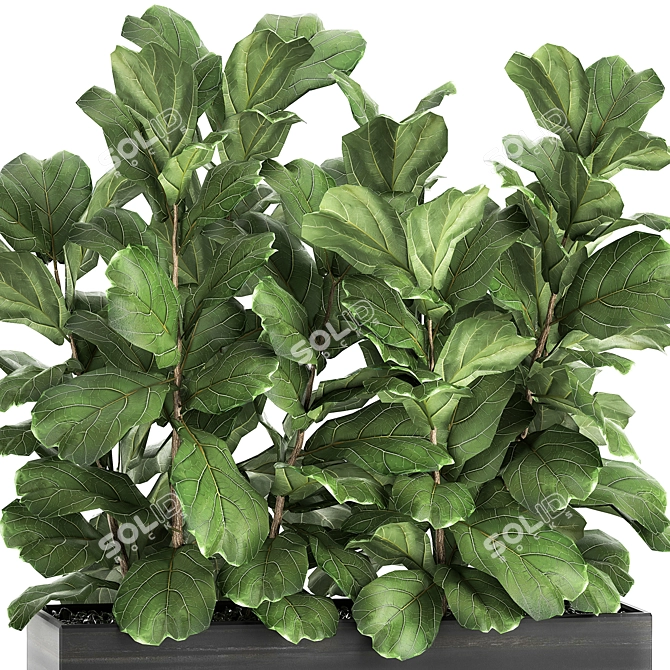 Exotic Plant Collection: Ficus Lyrata & More! 3D model image 3