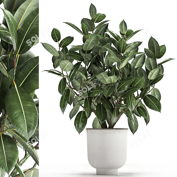 Exotic Plant Collection: Ficus Elastica & Rubbery in White Pots 3D model image 1