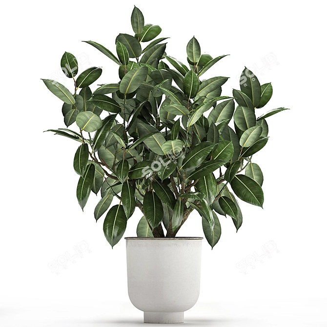 Exotic Plant Collection: Ficus Elastica & Rubbery in White Pots 3D model image 2