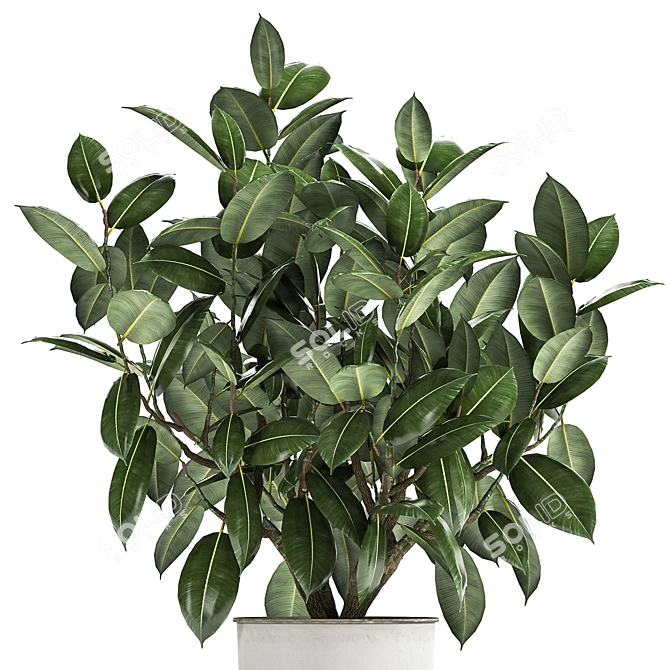 Exotic Plant Collection: Ficus Elastica & Rubbery in White Pots 3D model image 4