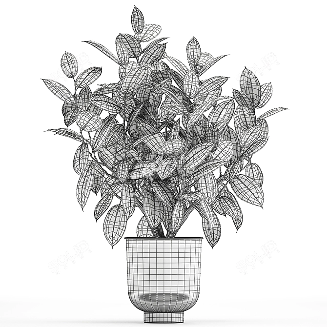 Exotic Plant Collection: Ficus Elastica & Rubbery in White Pots 3D model image 5