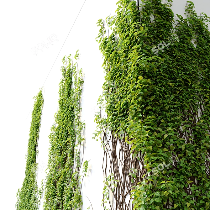 Elegant Vine Plant - 3m Height 3D model image 2