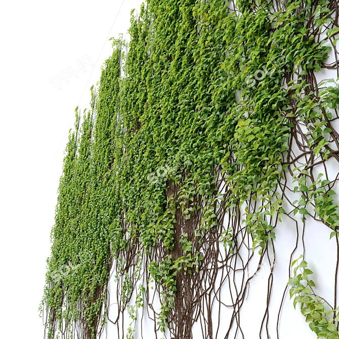 Elegant Vine Plant - 3m Height 3D model image 3