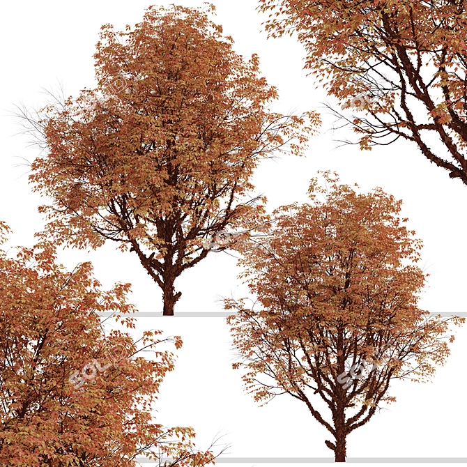 Cinnamon Bark Acer Griseum Trees (Set of 2) 3D model image 3