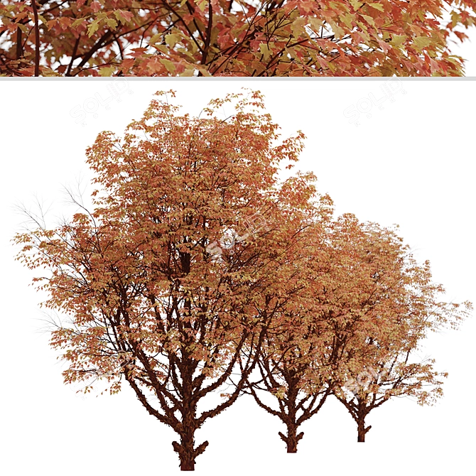 Cinnamon Bark Acer Griseum Trees (Set of 2) 3D model image 5