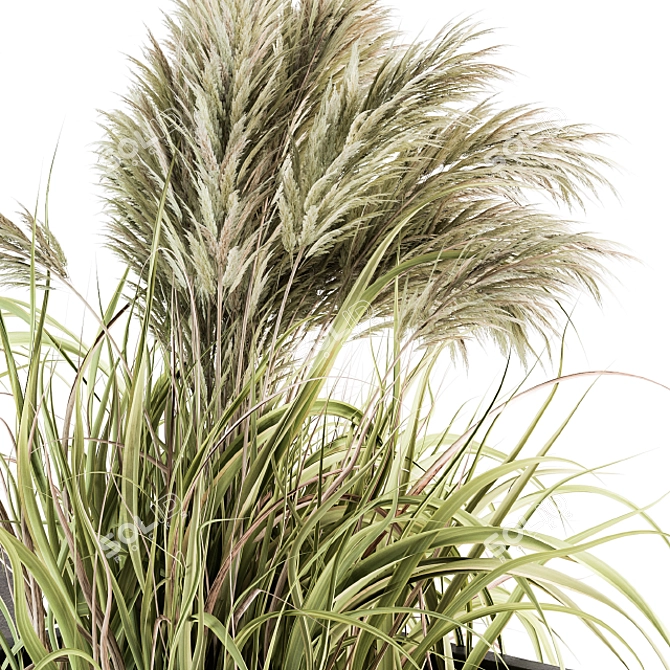 Pampas Bush Set - Outdoor Beauty 3D model image 4