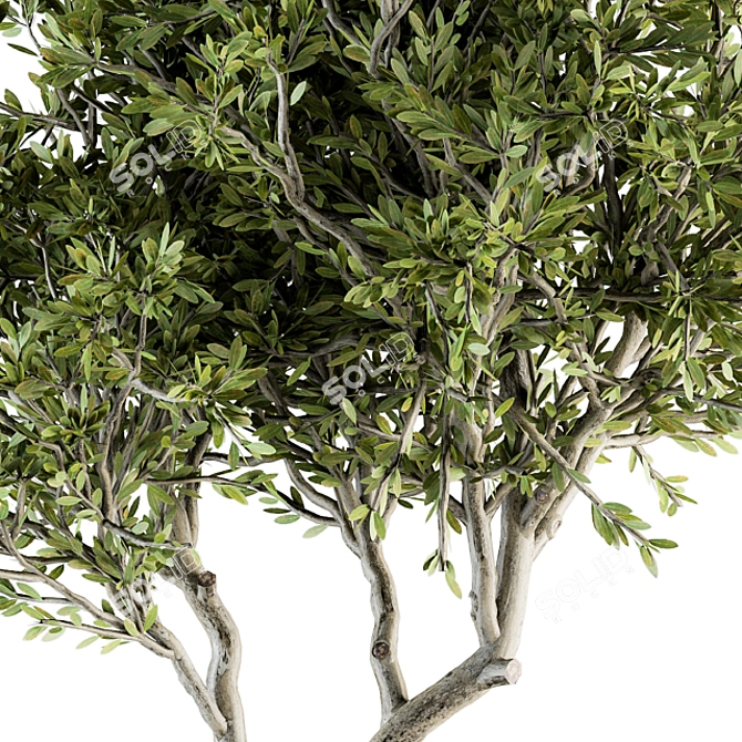 Nature's Oasis: Outdoor Tree Set 3D model image 4