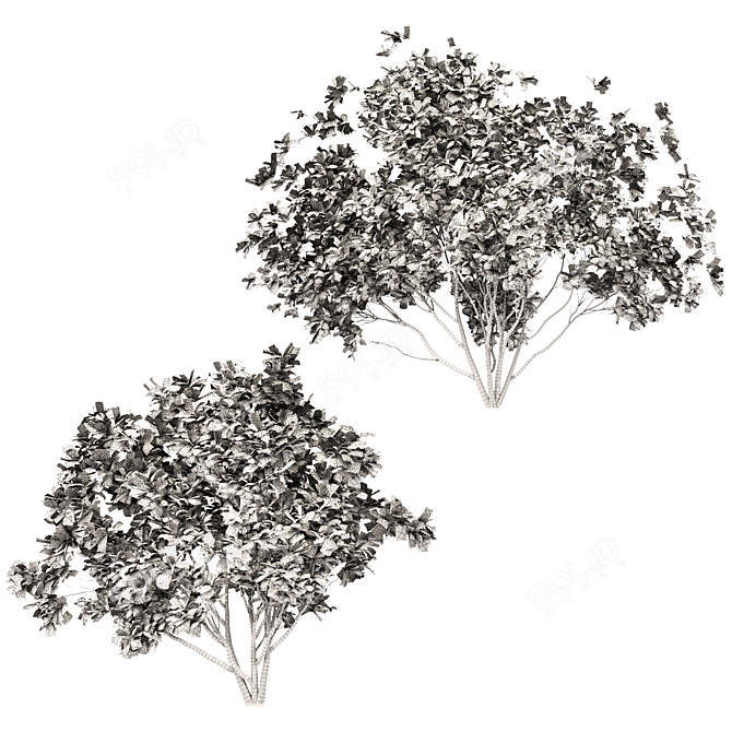 Double Delight: Two Amelanchier Trees 3D model image 4